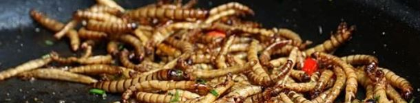 Les insectes arrivent doucement dans nos assiettes